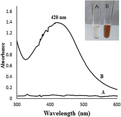 Biosynthesis of Silver Nanoparticles by Aspergillus terreus: Characterization, Optimization, and Biological Activities